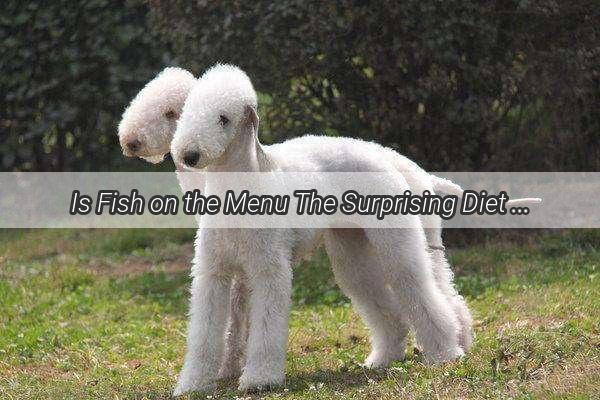 Is Fish on the Menu The Surprising Diet Dilemma for Your Teddy Bear Dog